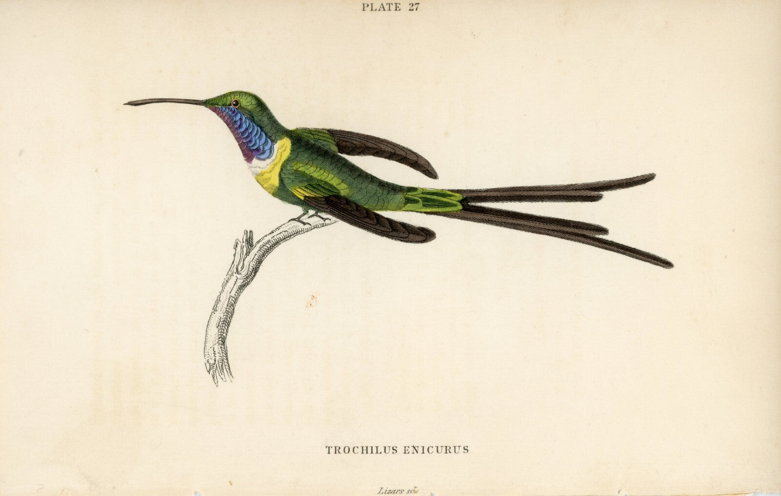 1833 Half-Tailed Hummingbird Hand-Colored Steel Engraving Jardine Lizars