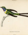 1833 Half-Tailed Hummingbird Hand-Colored Steel Engraving Jardine Lizars