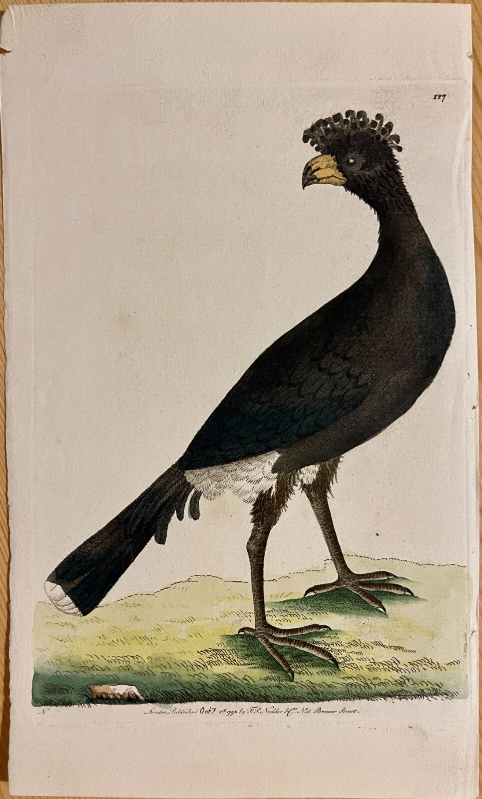 1789 Common Curassow Shaw & Nodder Hand Colored Copperplate Engraving