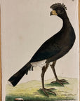 1789 Common Curassow Shaw & Nodder Hand Colored Copperplate Engraving