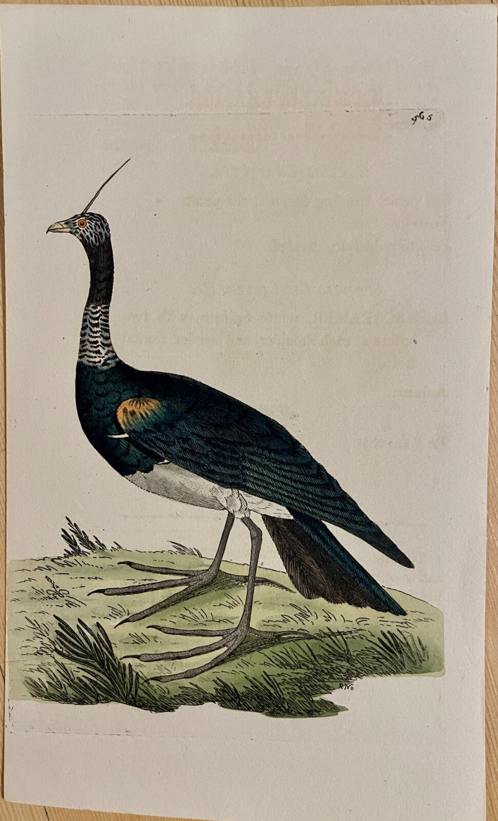 1789 Horned Screamer Shaw & Nodder Hand Colored Copperplate Engraving