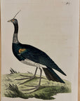 1789 Horned Screamer Shaw & Nodder Hand Colored Copperplate Engraving
