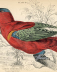 1836 Purple Capped Lory Hand-Colored Engraving Jardine Lizars - Parrots