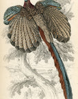 1834 Argus Pheasant or Gigantic Argus Hand-Colored Engraving Jardine Lizars