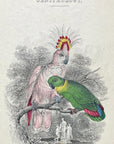 1834 Crested Cockatoo & Love Bird HC Frontispiece Jardine Lizars Vol. VI