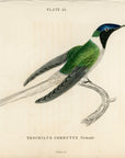 1833 Double-Crested Hummingbird Hand-Colored Steel Engraving Jardine Lizars