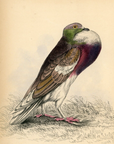 1835 Powter or Cropper Pigeon Hand-Colored Engraving Jardine Lizars - Pigeons