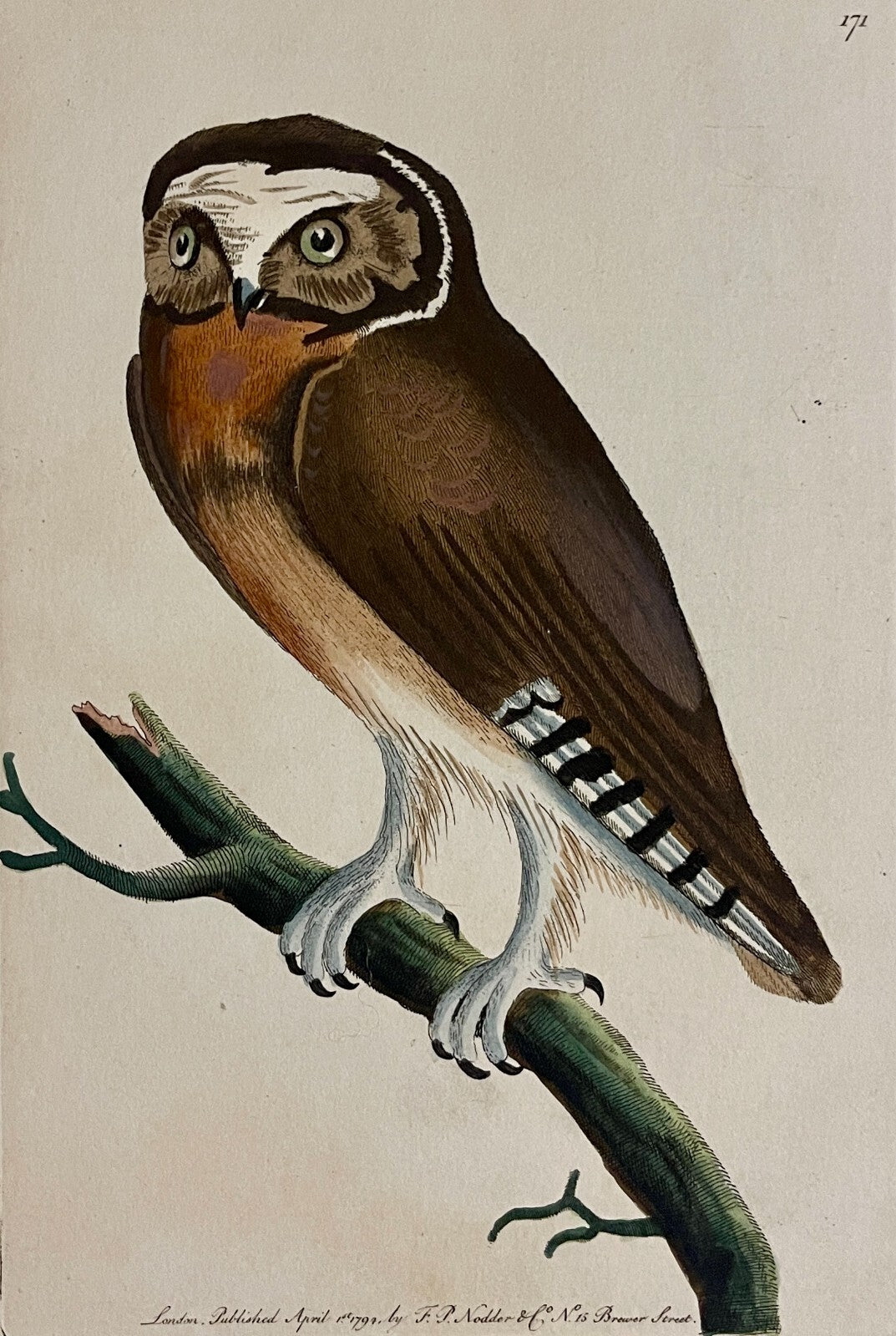 1789 White-Fronted Owl Shaw & Nodder Hand Colored Copper Engraving