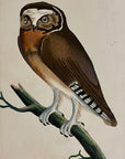 1789 White-Fronted Owl Shaw & Nodder Hand Colored Copper Engraving
