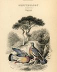 1835 Ring Pigeon Hand-Colored Frontispiece Jardine Lizars Ornithilogy Vol. V