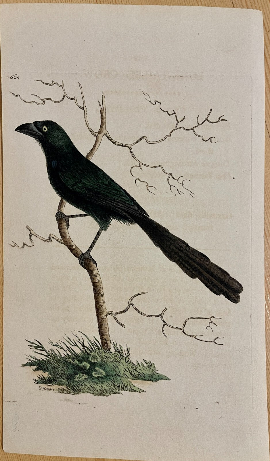 1789 Long-Tailed Crow Shaw & Nodder Hand Colored Copperplate Engraving