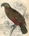 1836 Southern Nestor Hand-Colored Engraving Jardine Lizars - Parrots