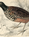1834 Black-Necked Ortygis Hand-Colored Engraving Jardine Lizars - Game Birds