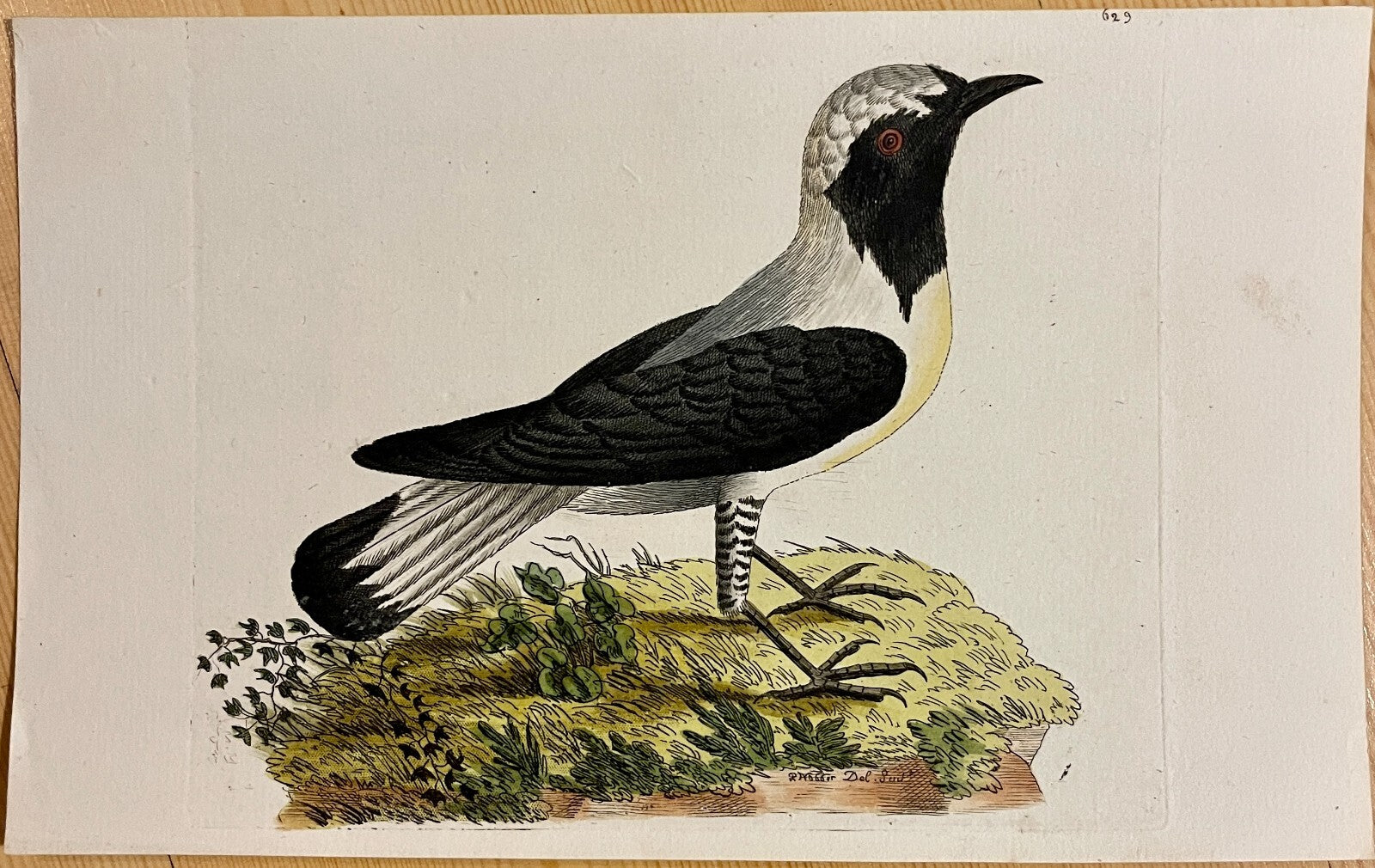 1789 Georgian Flycatcher Shaw & Nodder Hand Colored Copperplate Engraving