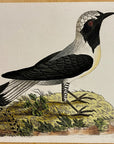 1789 Georgian Flycatcher Shaw & Nodder Hand Colored Copperplate Engraving