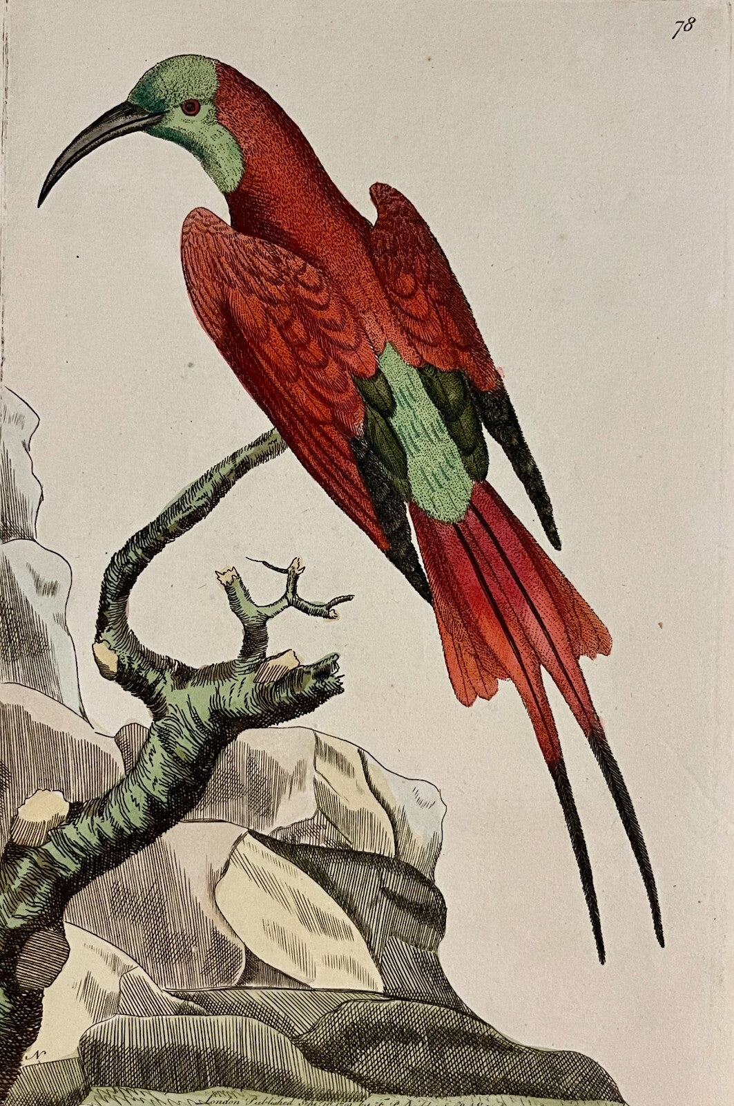 1789 Superb Bee-Eater Shaw & Nodder Hand Colored Copperplate Engraving