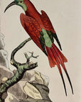 1789 Superb Bee-Eater Shaw & Nodder Hand Colored Copperplate Engraving