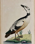 1789 Western Duck Shaw & Nodder Hand Colored Copperplate Engraving