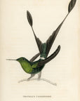 1833 Ruff-Legged Racket-Tailed Hummingbird Hand-Colored Engraving Jardine Lizars