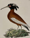 1789 Crested Ibis Shaw & Nodder Hand Colored Copperplate Engraving