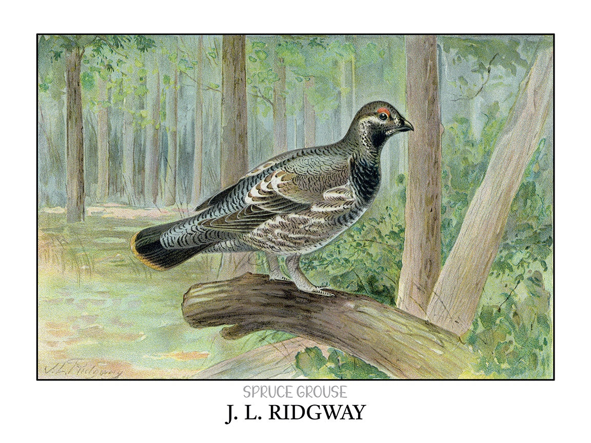a drawing of a bird sitting on a tree branch