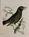 1789 Lunulated Thrush Shaw & Nodder Hand Colored Copperplate Engraving