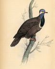 1835 Blue-Headed Ground Pigeon Hand-Colored Engraving Jardine Lizars - Pigeons