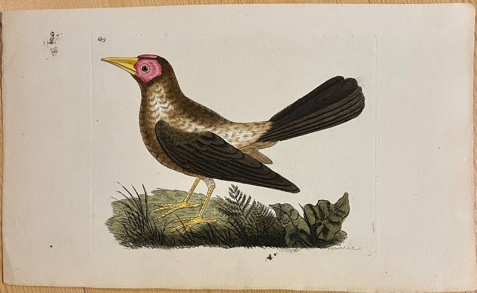 1789 Bald Grakle Shaw & Nodder Hand Colored Copperplate Engraving