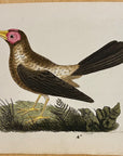 1789 Bald Grakle Shaw & Nodder Hand Colored Copperplate Engraving