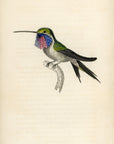 1833 Blue-Throated Hummingbird Hand-Colored Engraving Jardine Lizars