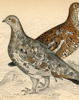 1834 Rock Ptarmigan Hand-Colored Engraving Jardine Lizars - Game Birds