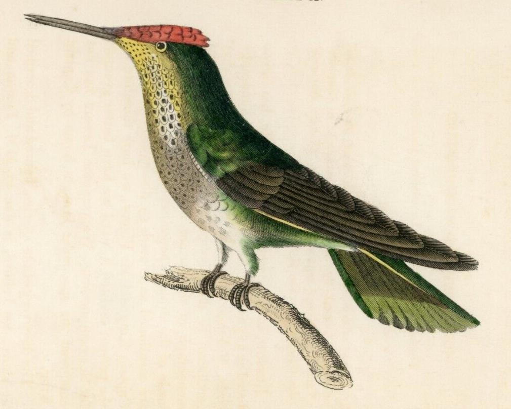 1833 Violet-Crowned Hummingbird Hand-Colored Steel Engraving Jardine Lizars