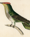 1833 Violet-Crowned Hummingbird Hand-Colored Steel Engraving Jardine Lizars