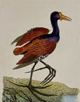 1789 Chestnut Jacana Shaw & Nodder Hand Colored Copperplate Engraving