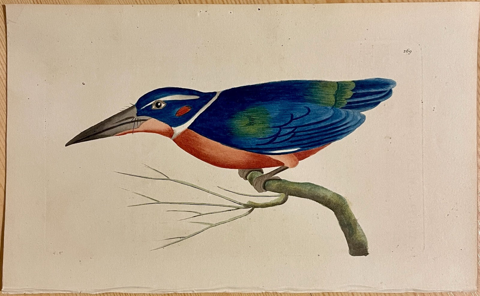 1789 White-Collared Kingfisher Shaw & Nodder Hand Colored Copper Engraving