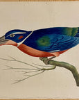 1789 White-Collared Kingfisher Shaw & Nodder Hand Colored Copper Engraving