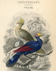 1837 Senegal Touraco / Violet Plantain Eater HC Frontispiece Jardine Lizars V7-2