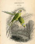 1837 Red-Ringed Parakeet HC Engraving Frontispiece Jardine Lizars Vol. VIII
