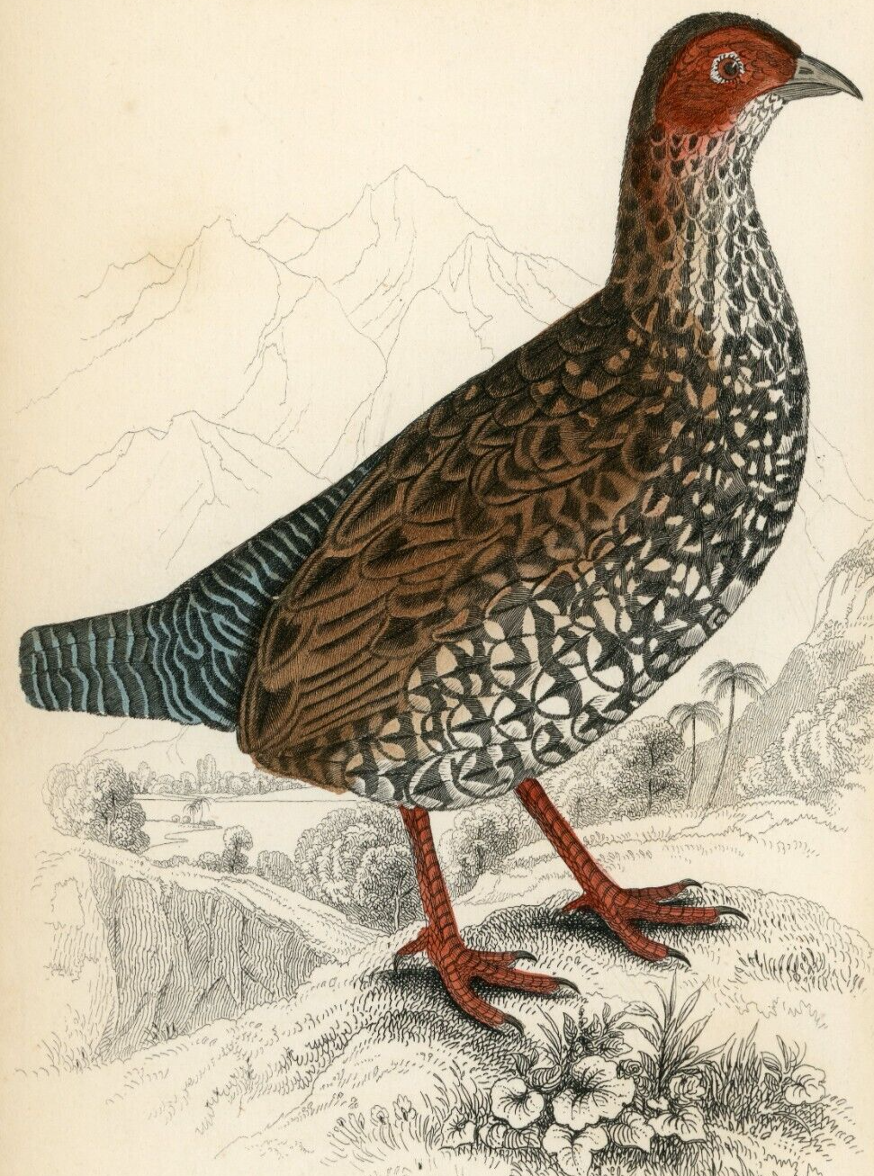 1834 Painted Partridge Hand-Colored Steel Engraving Jardine Lizars - Game Birds