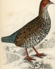 1834 Painted Partridge Hand-Colored Steel Engraving Jardine Lizars - Game Birds
