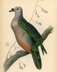 1835 Oceanic Fruit Pigeon Hand-Colored Engraving Jardine Lizars - Pigeons