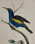 1789 Cyanean Blue Creeper Shaw & Nodder Hand Colored Copper Engraving