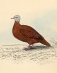 1835 Ferruginous Ground Dove Hand-Colored Engraving Jardine Lizars - Pigeons