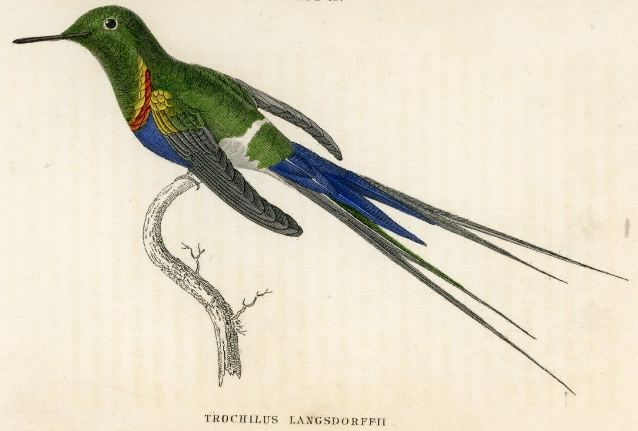 1833 Langsdorff's Hummingbird Hand-Colored Engraving Jardine Lizars