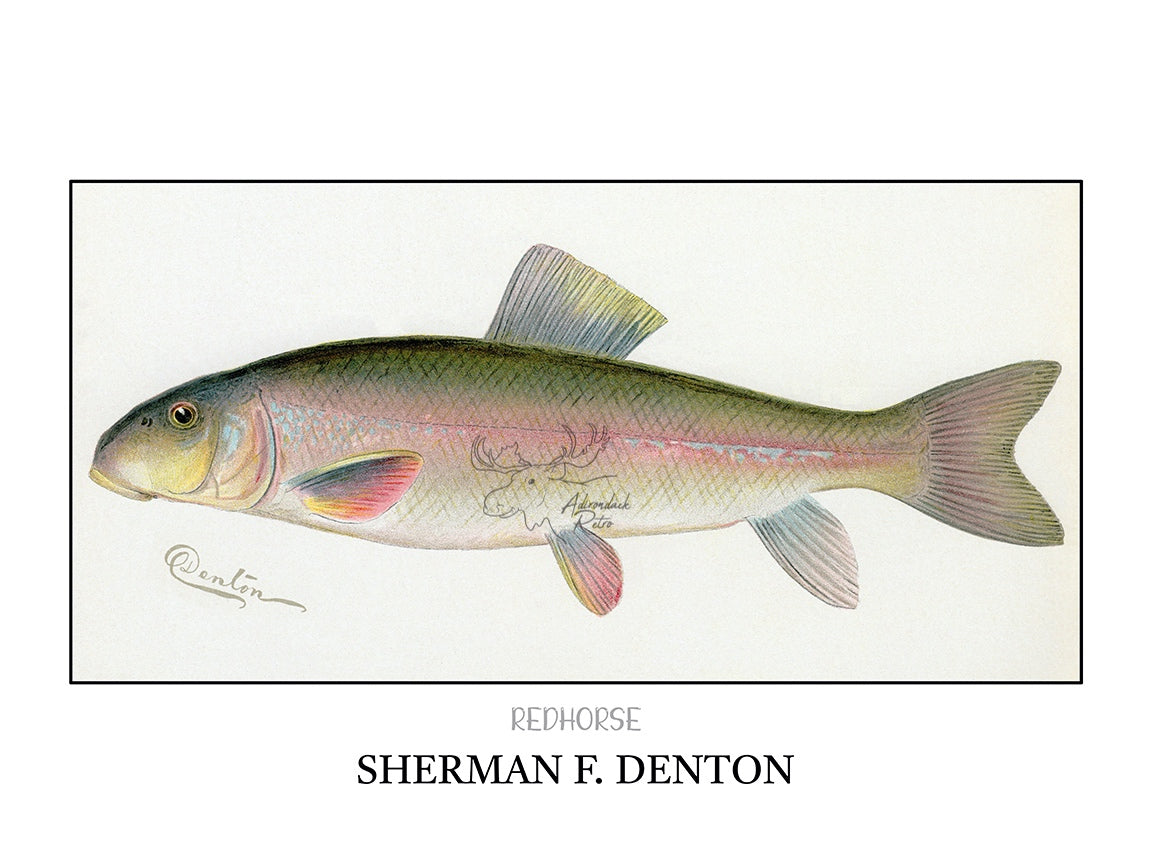 a drawing of a fish on a white background