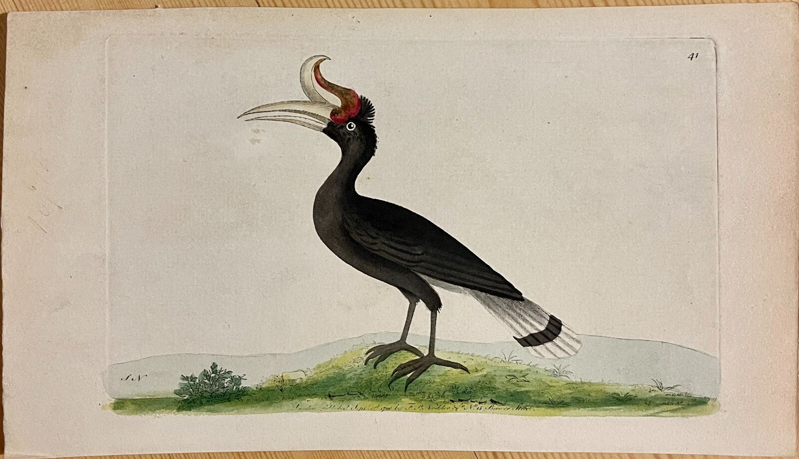 1789 Great Hornbill Shaw & Nodder Hand Colored Copperplate Engraving