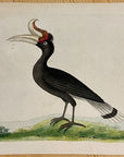 1789 Great Hornbill Shaw & Nodder Hand Colored Copperplate Engraving