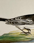 1789 White Wagtail Shaw & Nodder Hand Colored Copper Engraving