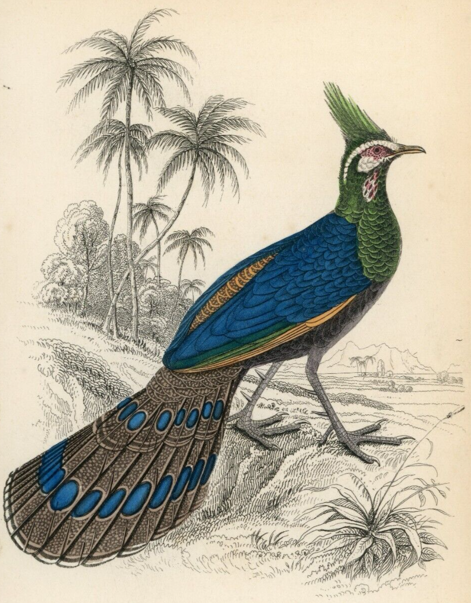 1834 The Crested Polyplectron Hand-Colored Steel Engraving Jardine Lizars