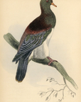 1835 Chestnut-Shouldered Pigeon Hand-Colored Engraving Jardine Lizars - Pigeons